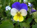 three colored violet 